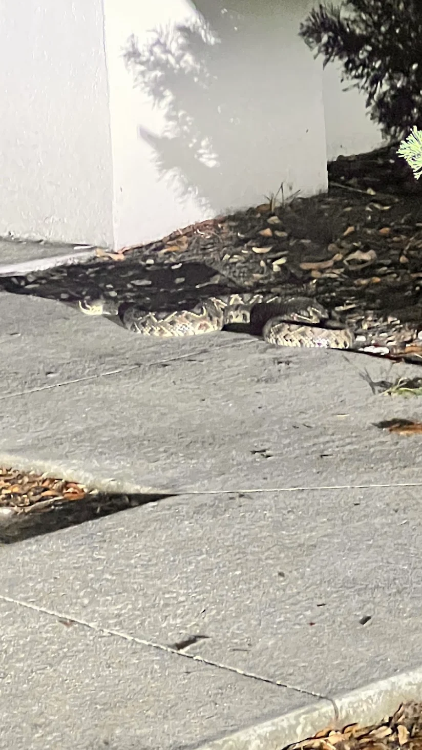Snake Removal