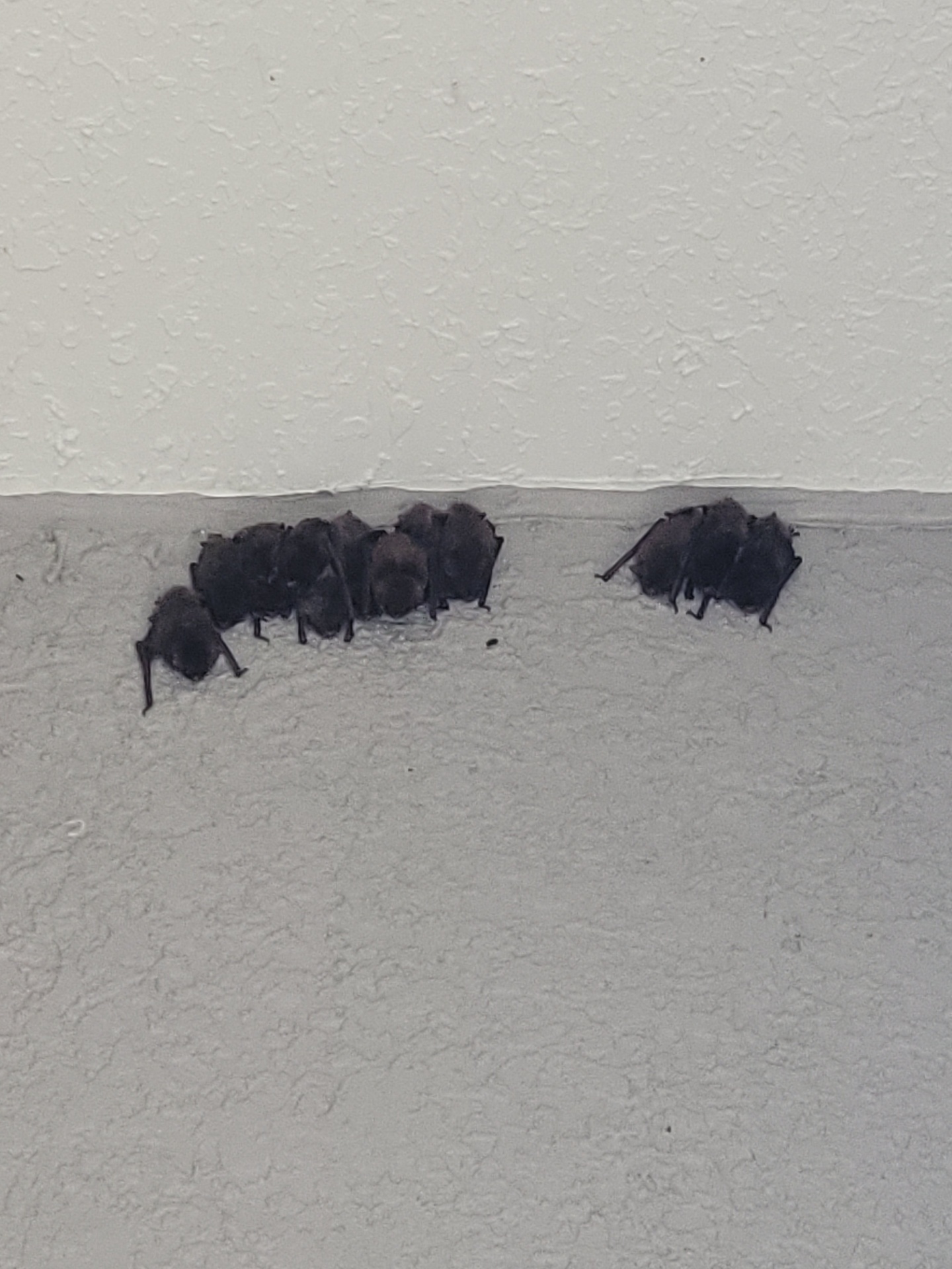 Bat Removal