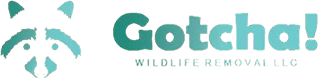 Gotcha Wildlife Removal